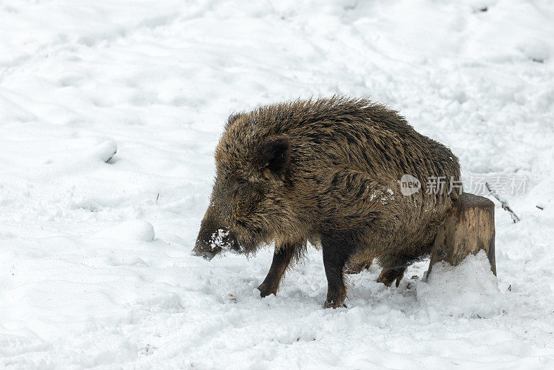 野猪，野猪(Sus scrofa)摩擦，在树桩上抓挠。